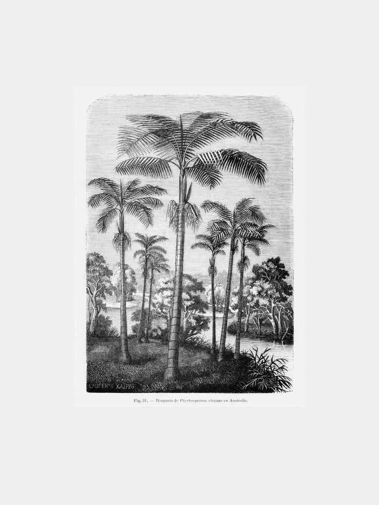 Vintage Palm Tree Drawing Ii Art Print
