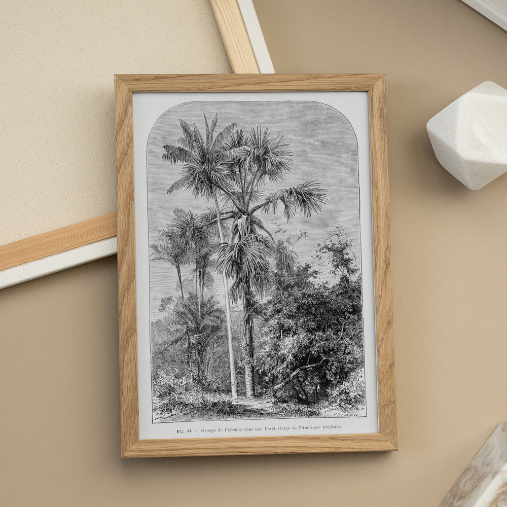 Vintage Palm Tree Drawing Iv  Art Print