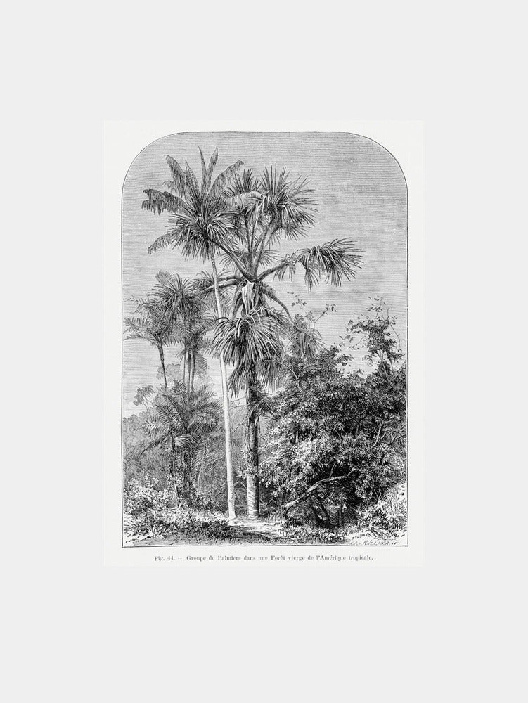 Vintage Palm Tree Drawing IV