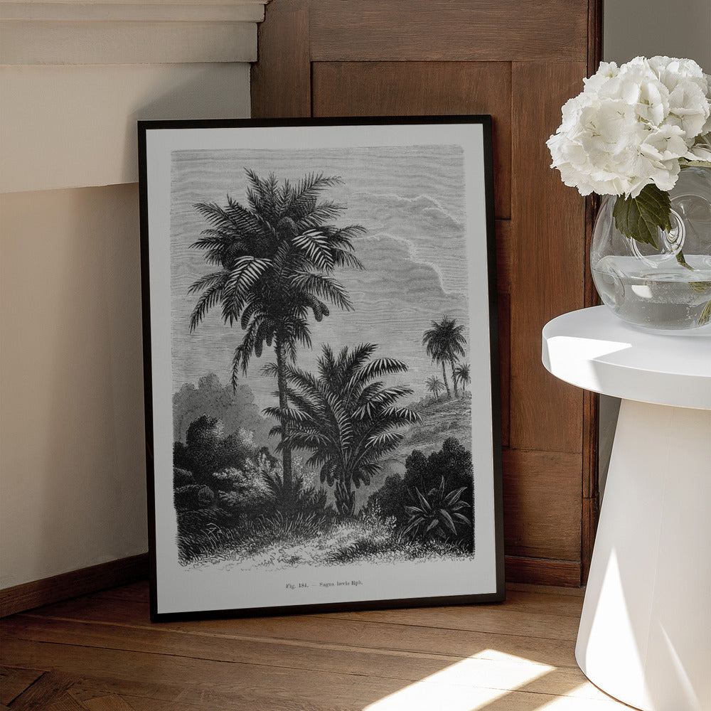 Vintage Palm Tree Drawing V  Art Print