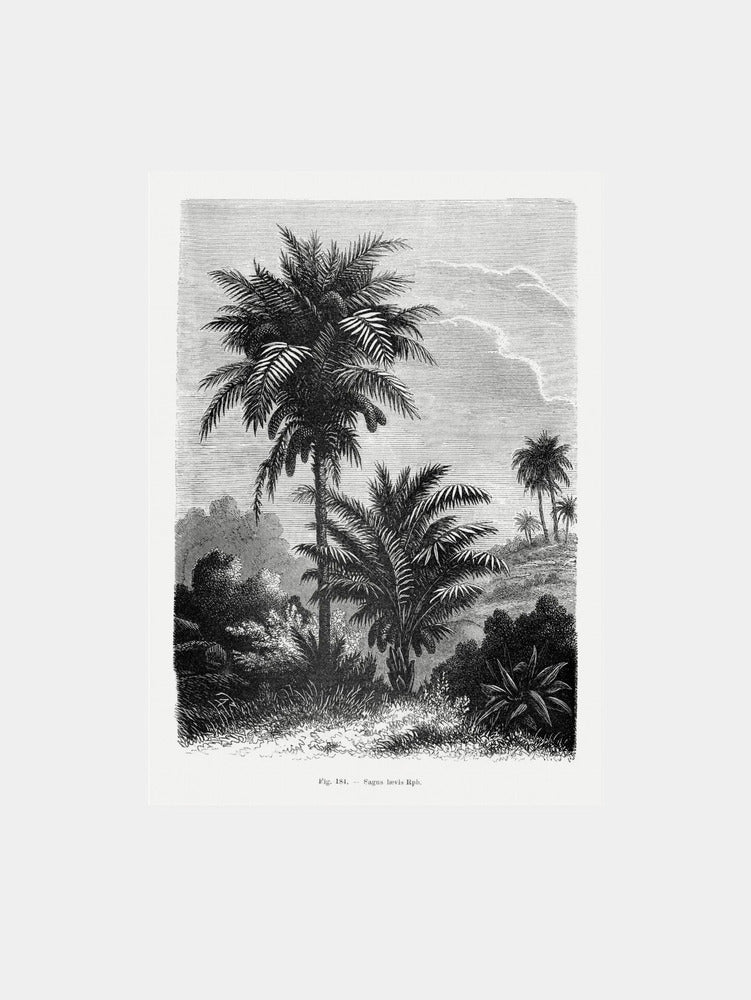 Vintage Palm Tree Drawing V  Art Print
