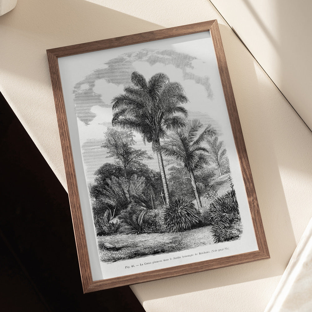 Vintage Palm Tree Drawing Vi  Art Print