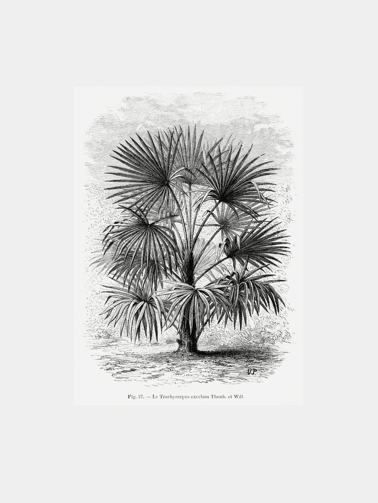 Vintage Palm Tree Drawing Xi  Art Print