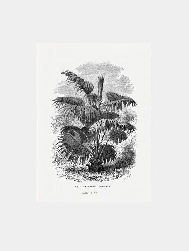 Vintage Palm Tree Drawing XII