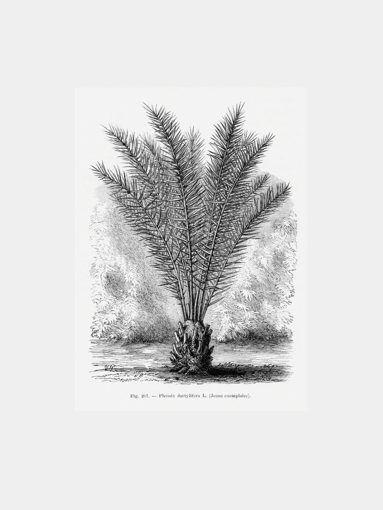 Vintage Palm Tree Drawing Xiii  Art Print