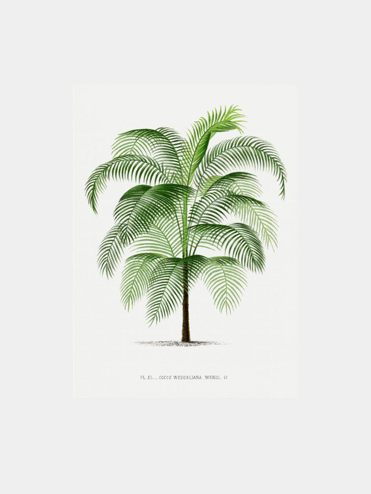 XI Cocos Weddeliana