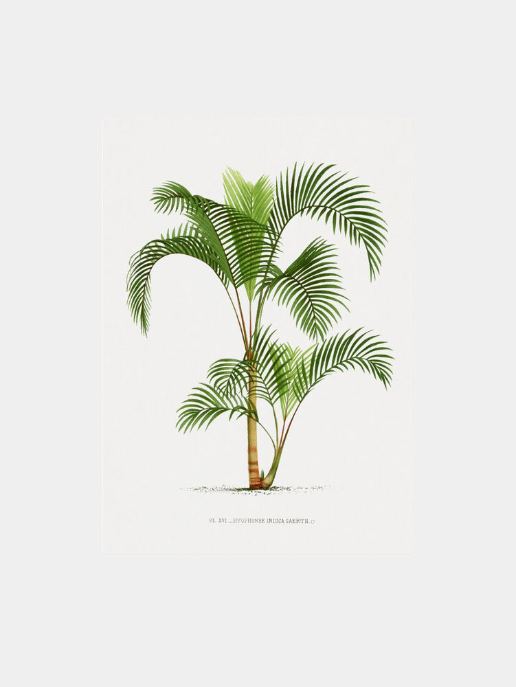 XVI Hyophorbe I Art Print