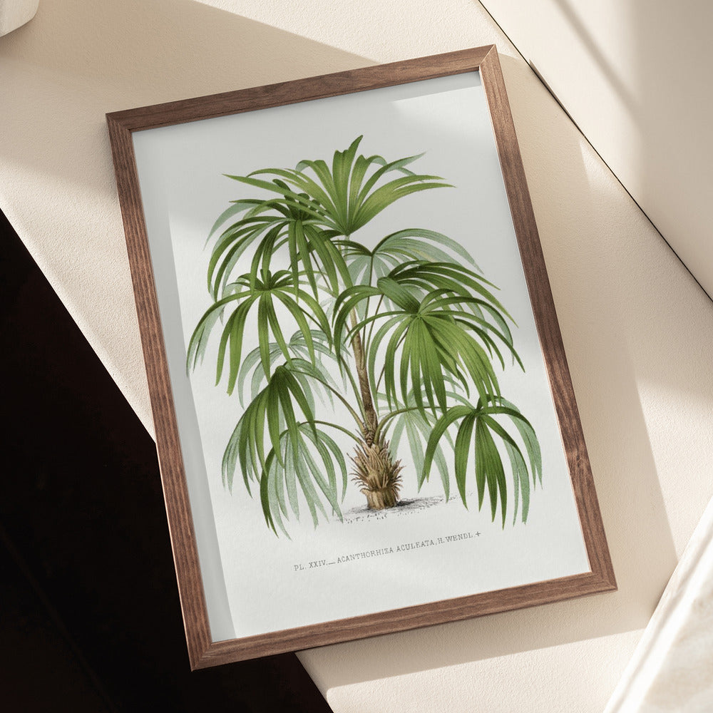 XXIV Acanthorhiza Aculeata Art Print