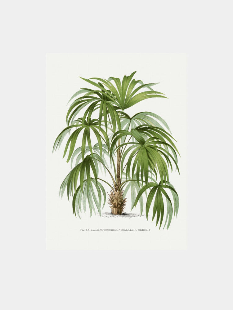 XXIV Acanthorhiza Aculeata Art Print