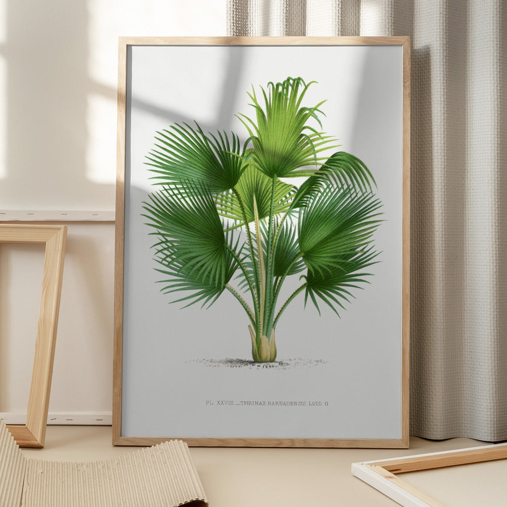 XXVII Thrinax B Art Print