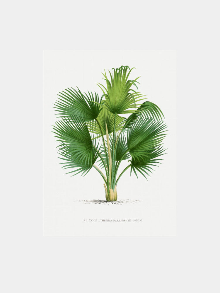 XXVII Thrinax B Art Print