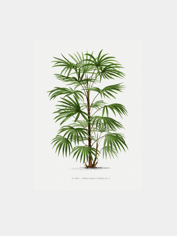 XXXVI Rhapis F Art Print