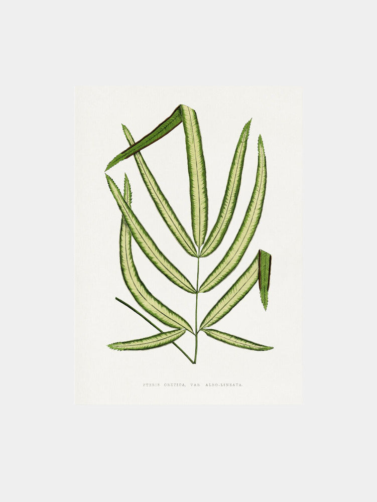Pteris Cretica Leaf Art Print