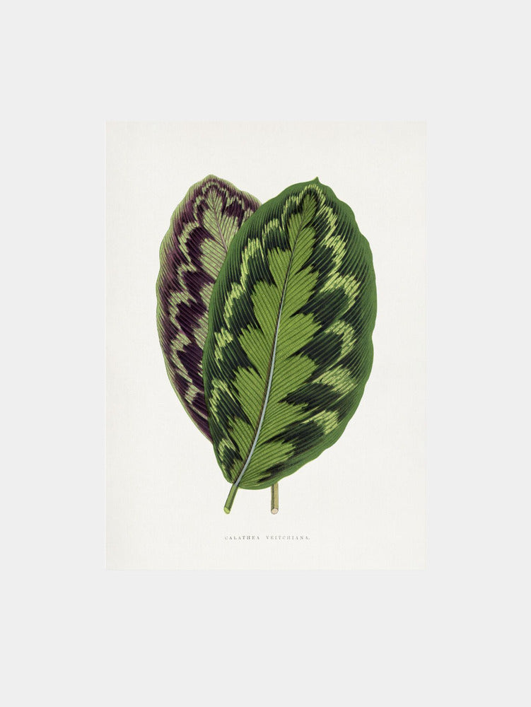 Calathea Veitchiana