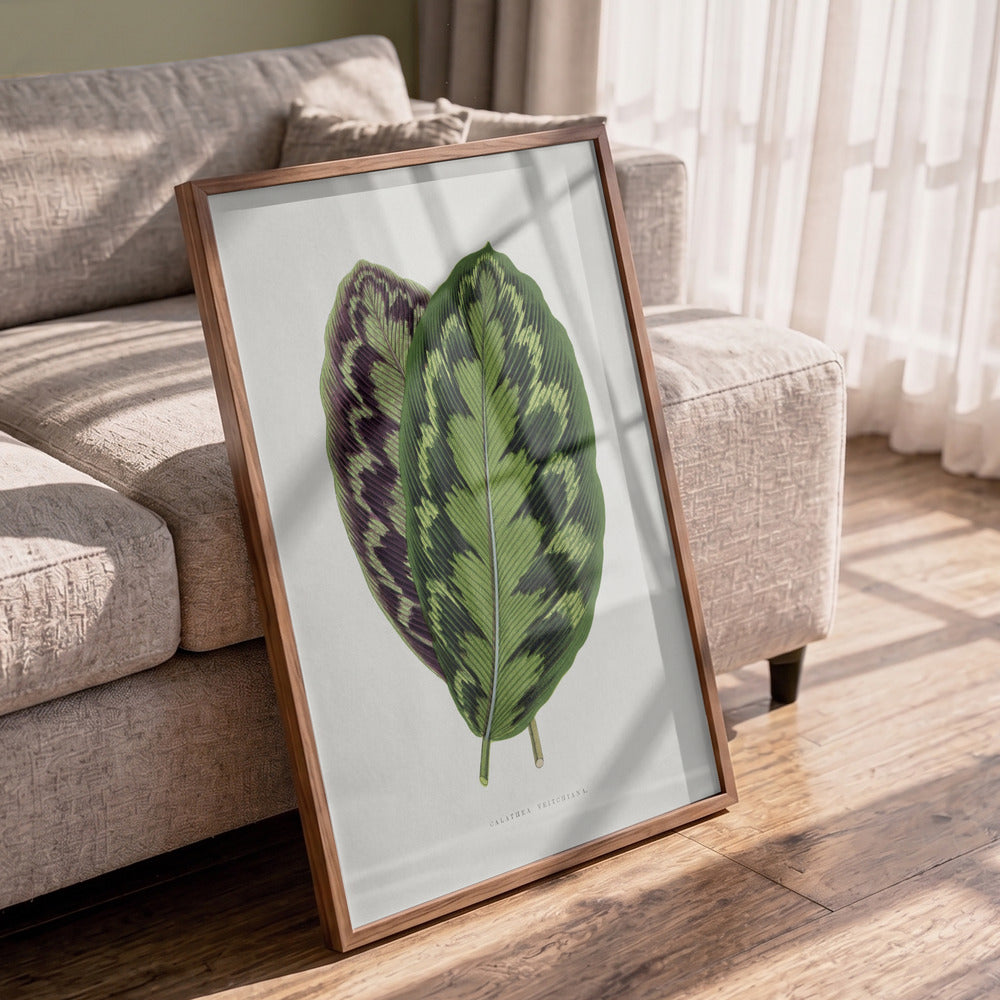 Calathea Veitchiana