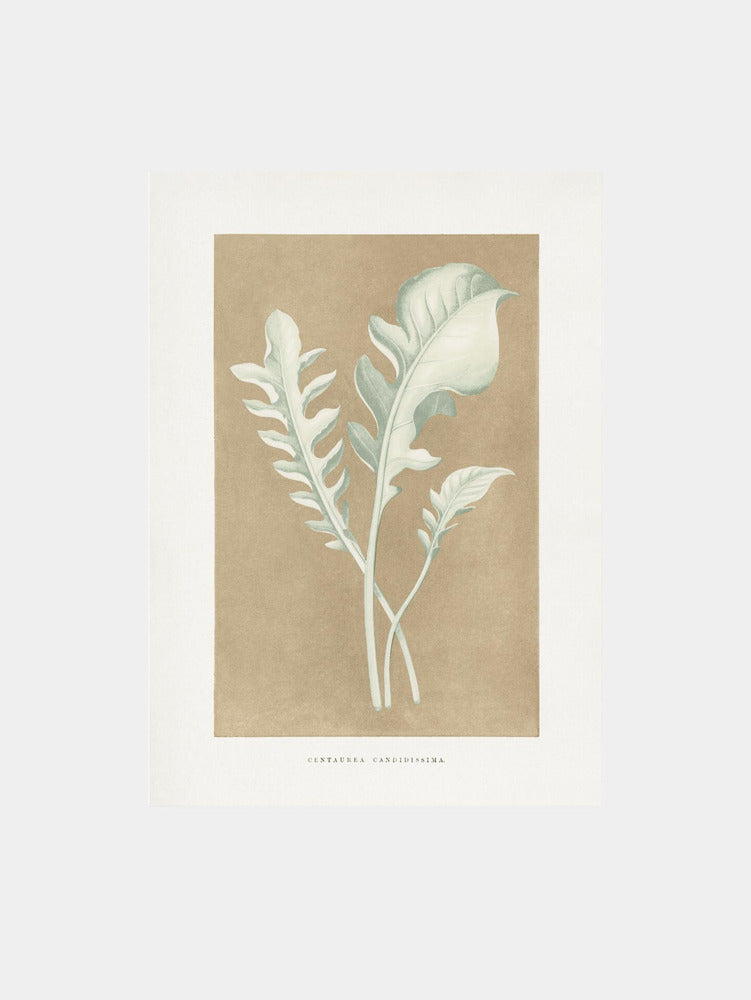 Centaurea Candidissima Leaf