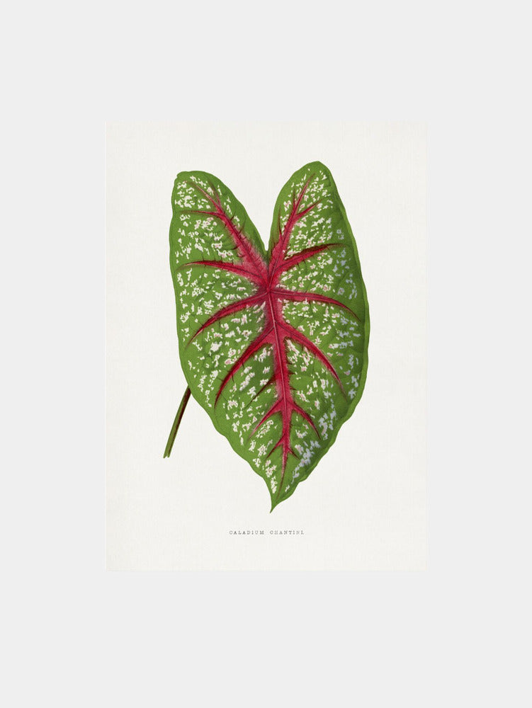Green Caladium Chantini Leaf Art Print