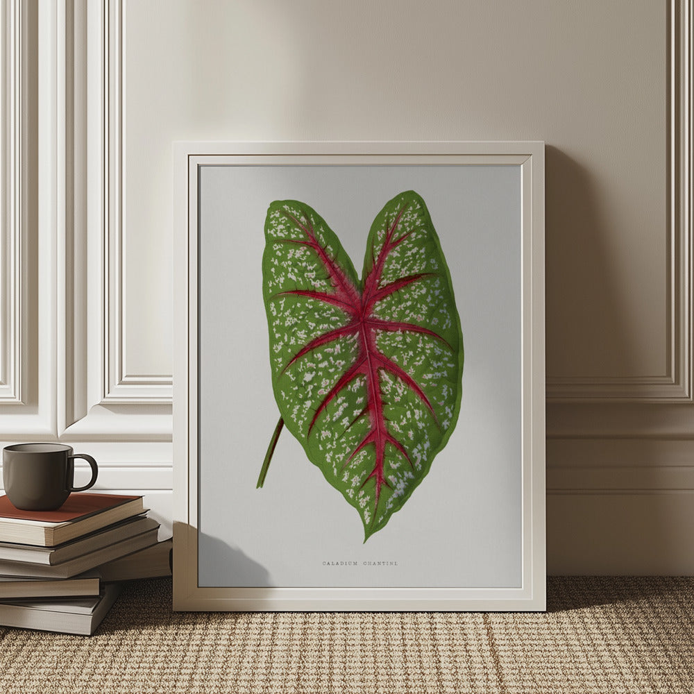 Green Caladium Chantini Leaf Art Print