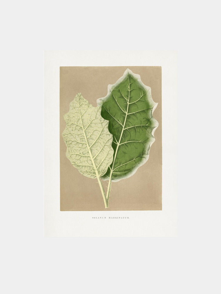 Green Solanum Marginatum Leaf