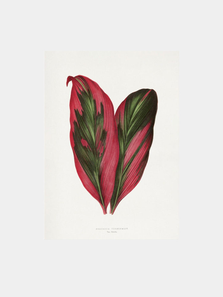 Pink Dracaena Terminalis Leaf Art Print