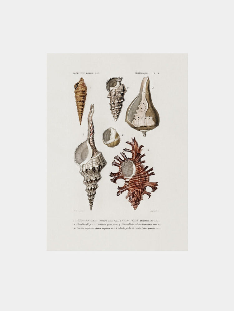 Sealife II Art Print