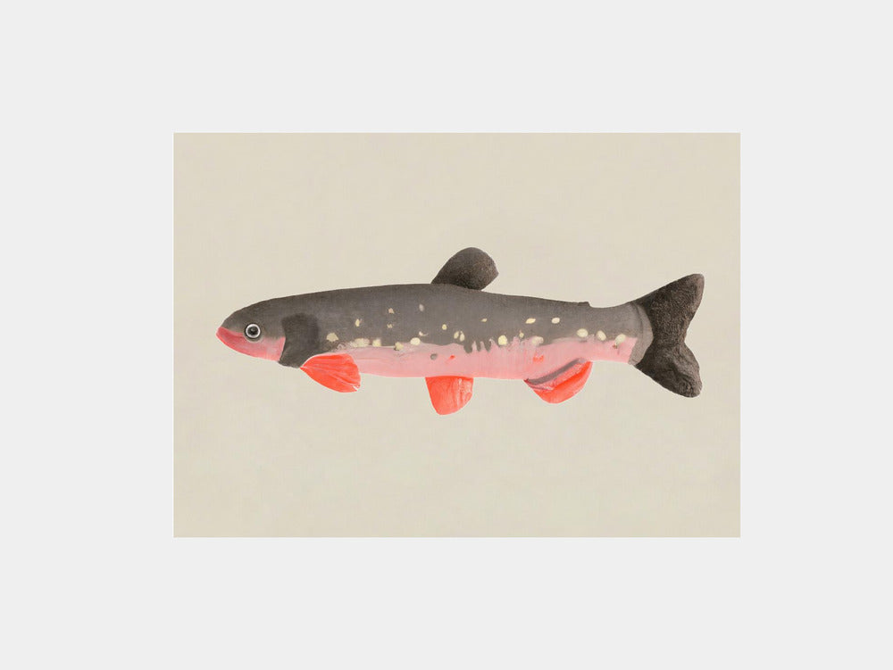 Still Fishy Art Print
