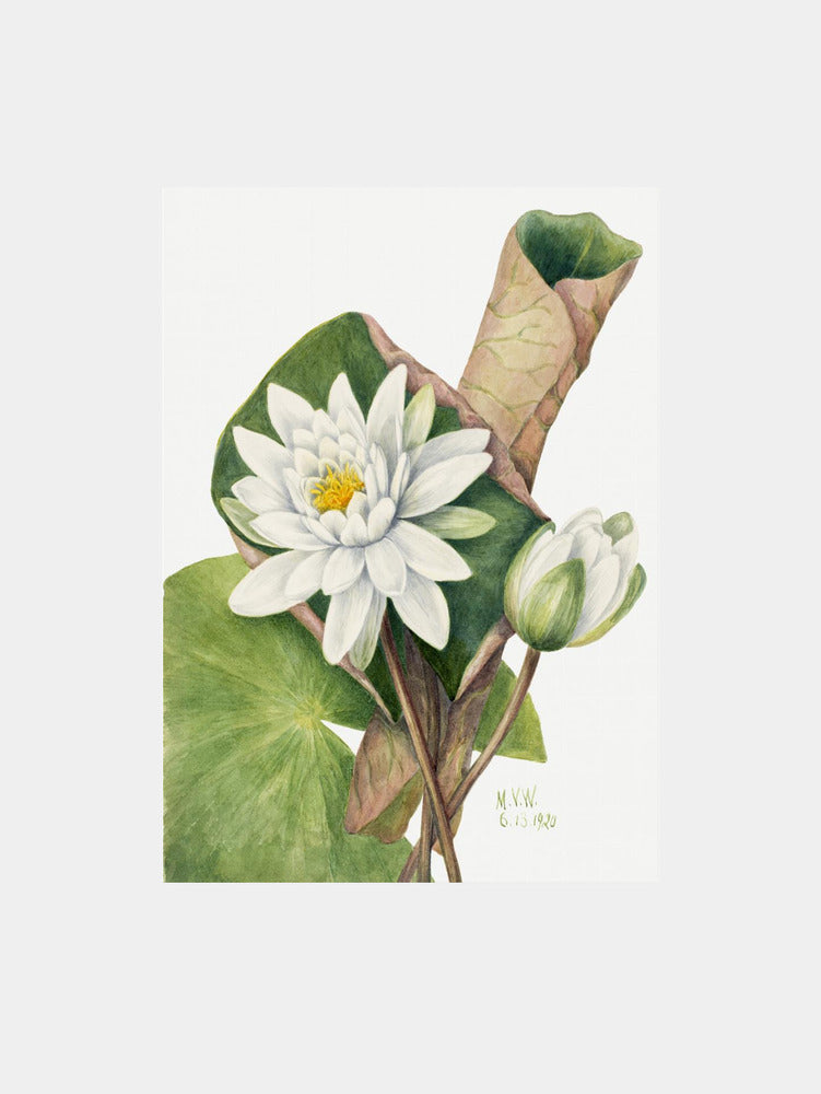 American Waterlily (1920)