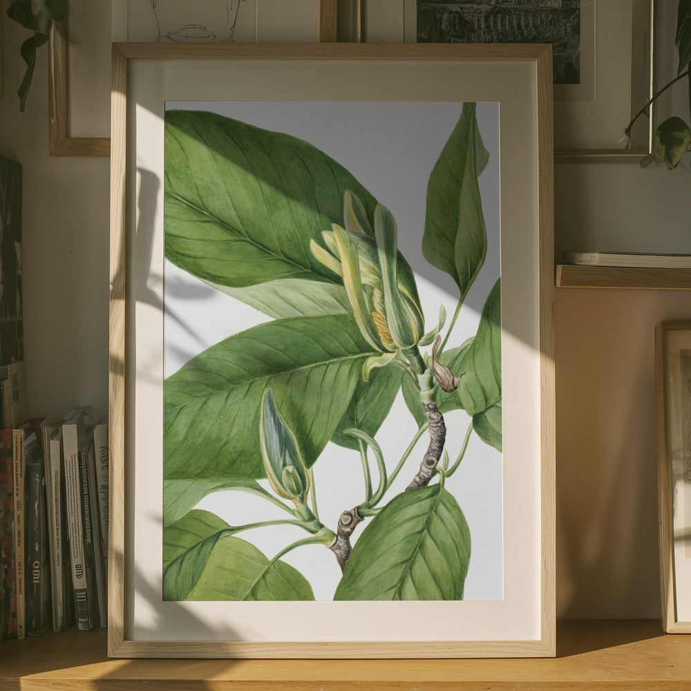 Cucumbertree 1922 Art Print