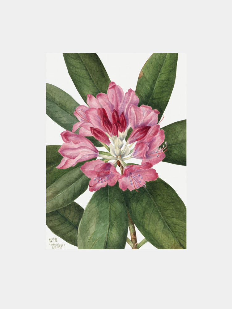 Mountain Rose Bay (1932)