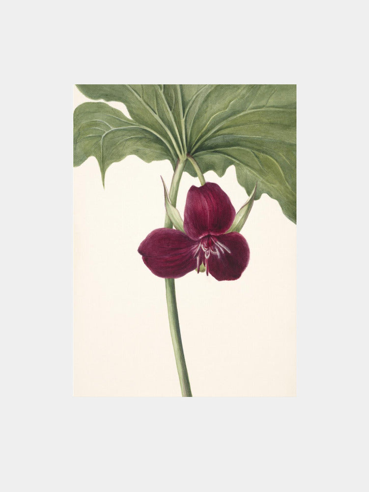 Sweet Trillium Art Print