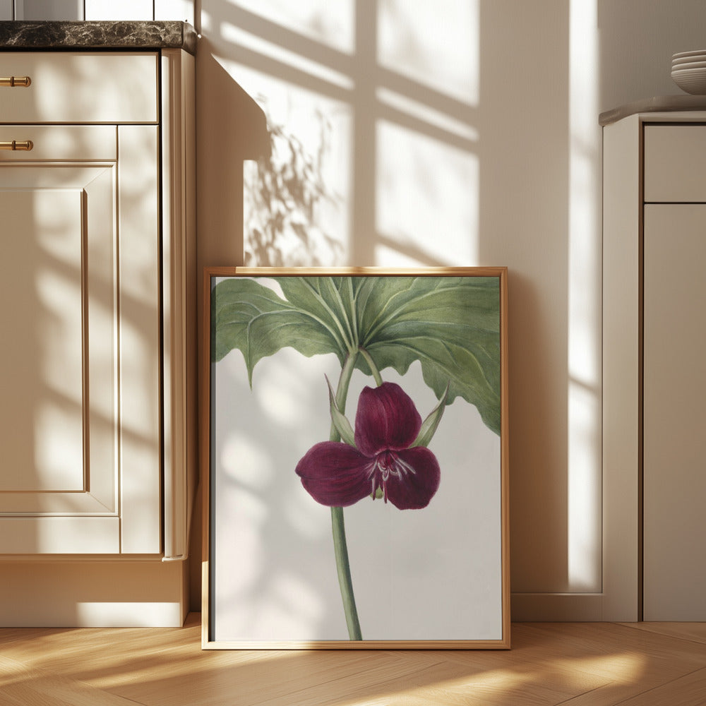 Sweet Trillium Art Print