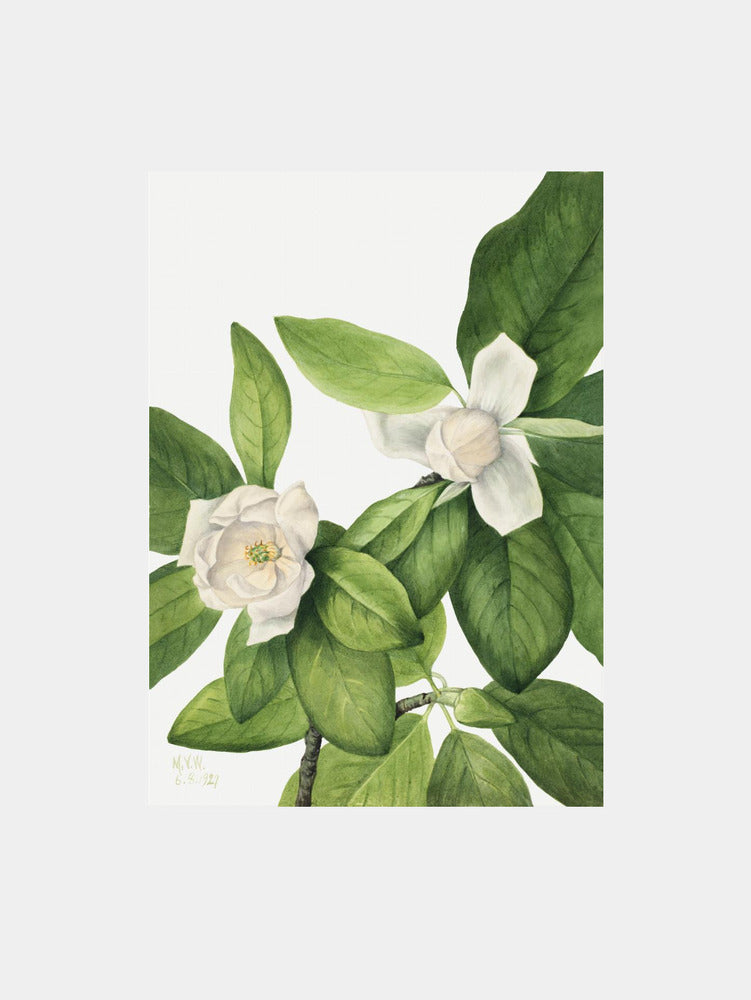 Sweetbay 1927 Art Print