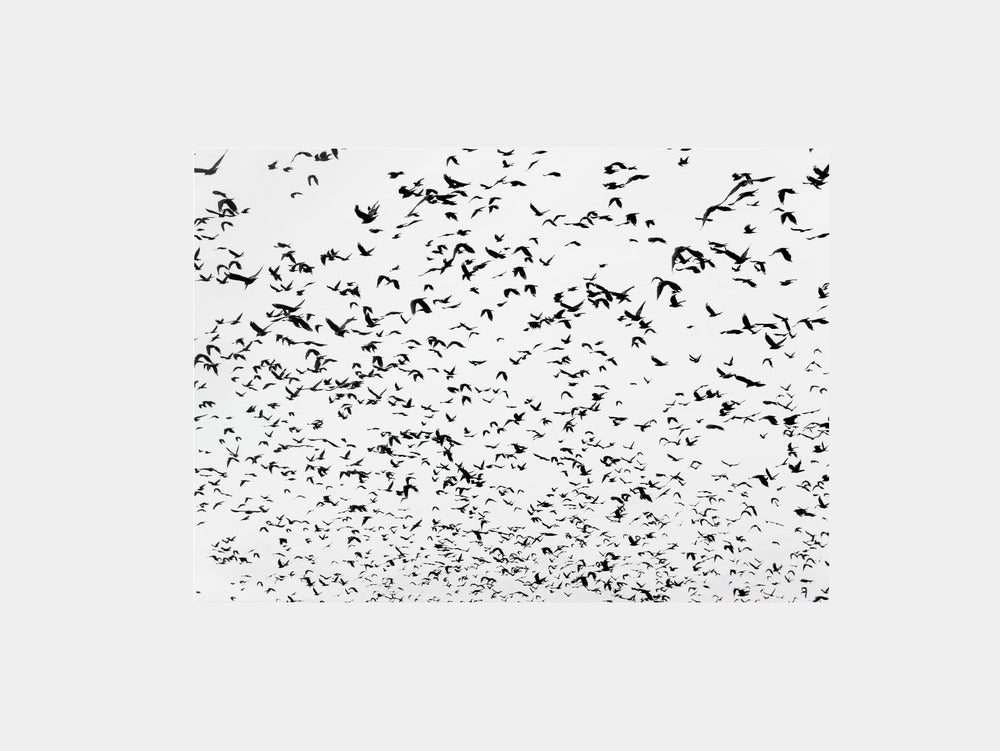 Birds in the sky Art Print