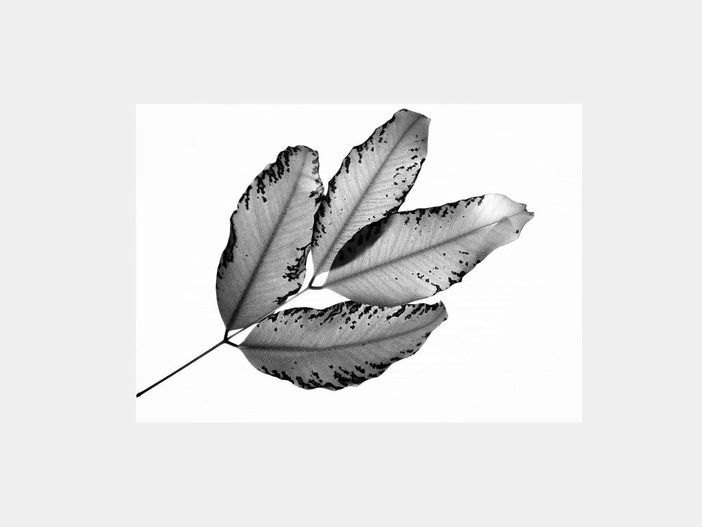 Branches and Leaves Art Print
