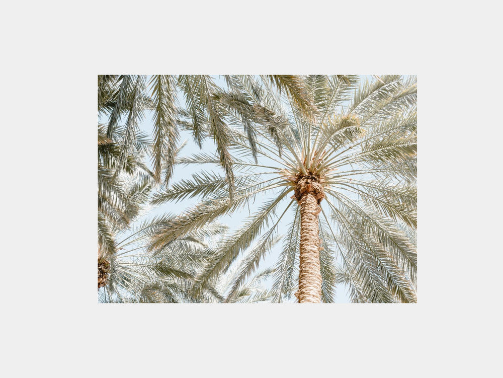Palm Trees with blue sky Art Print