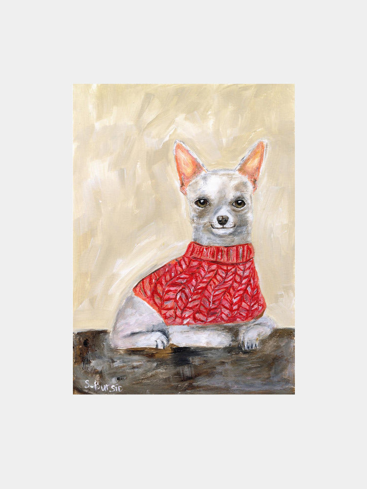 Chihuahua in Red Sweater