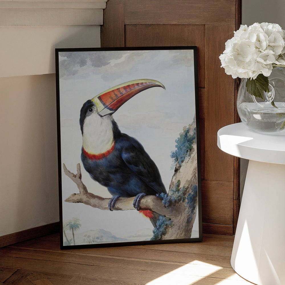 Aert Schouman: "Red Billed Toucan" Art Print