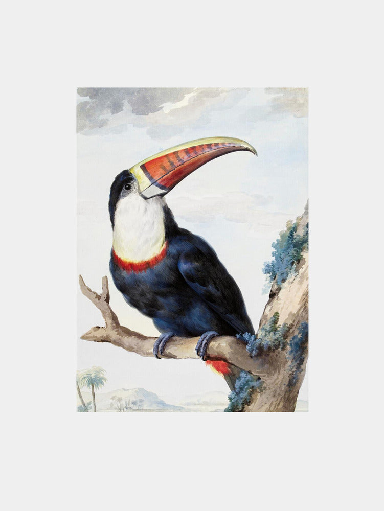 Aert Schouman: "Red Billed Toucan" Art Print