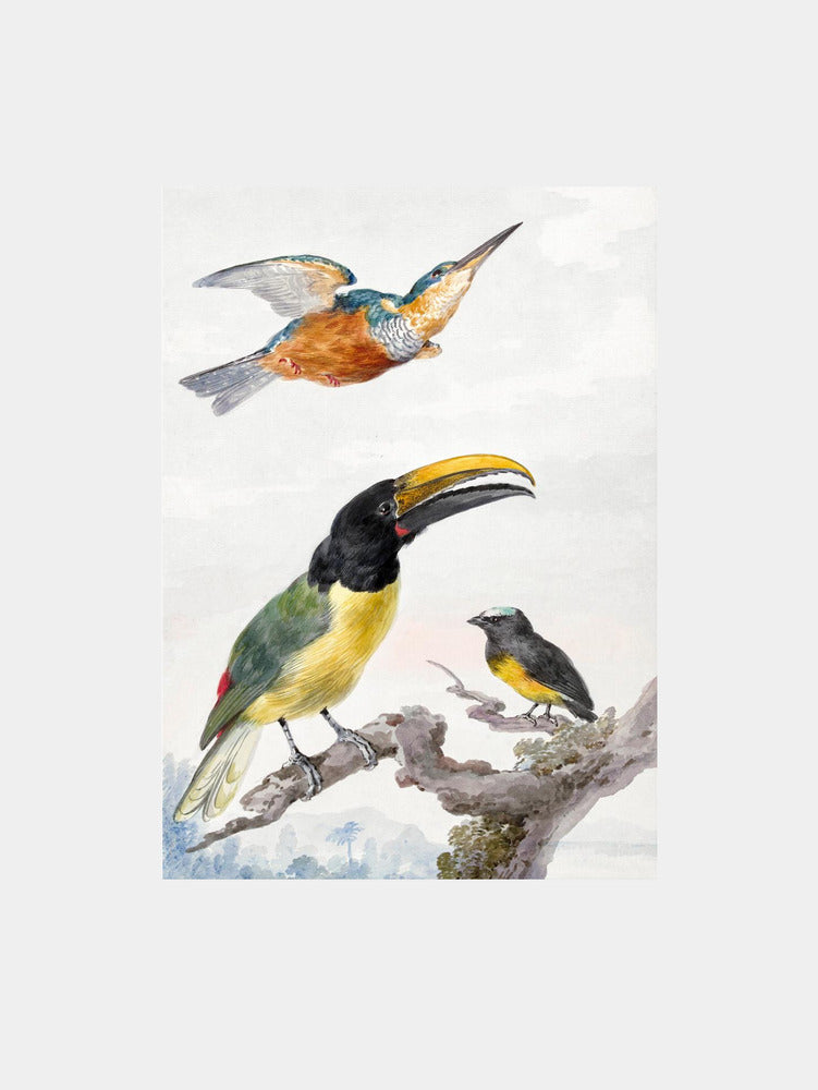 Aert Schouman: "Vibrant Avian Trio" Art Print