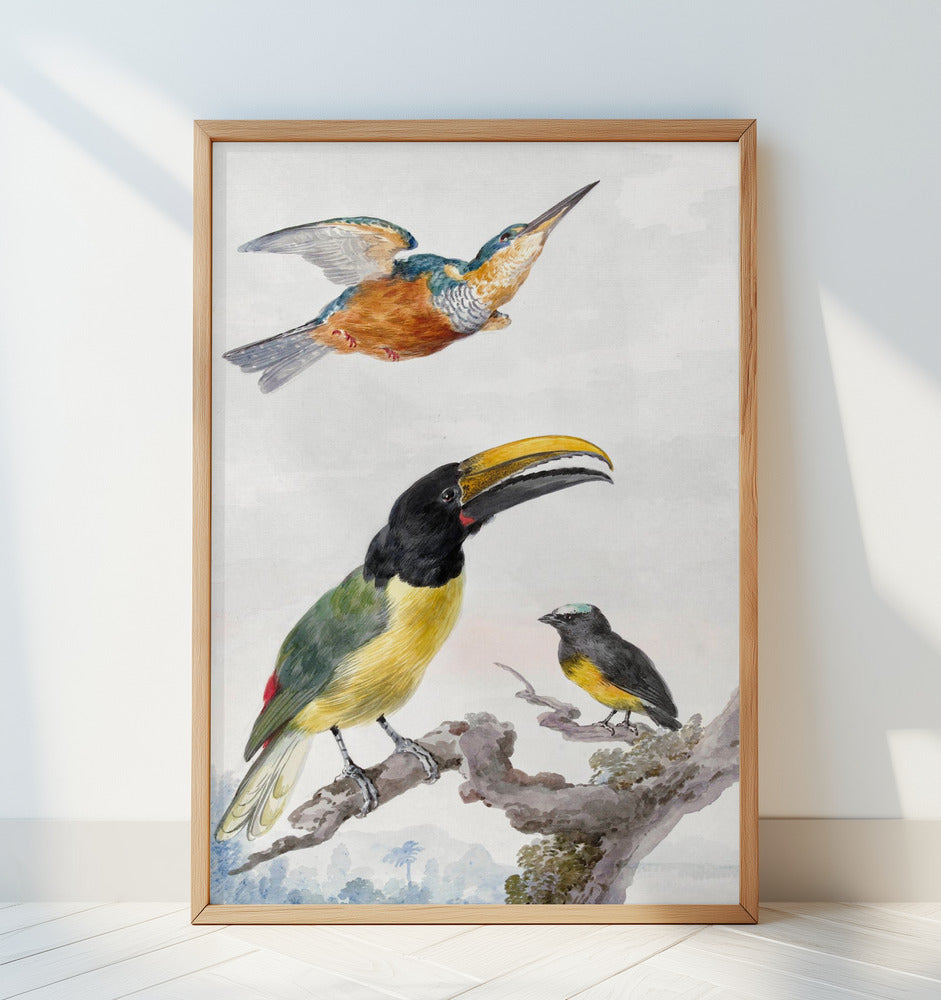 Aert Schouman: "Vibrant Avian Trio" Art Print