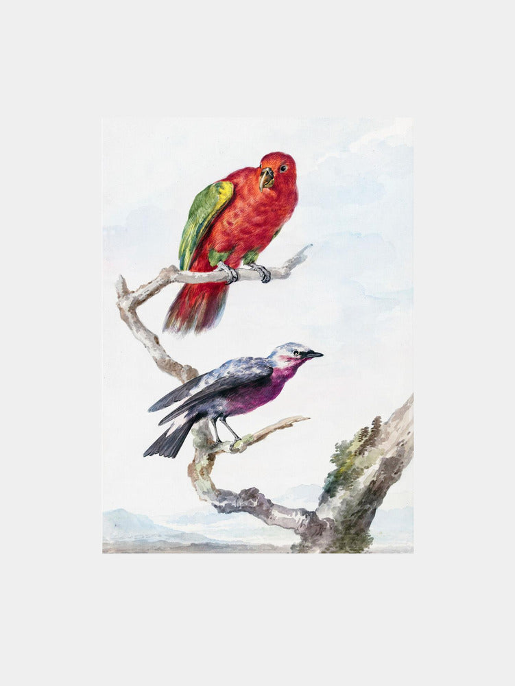 Aert Schouman: "Two Birds, Including a Red Green Parrot" Art Print