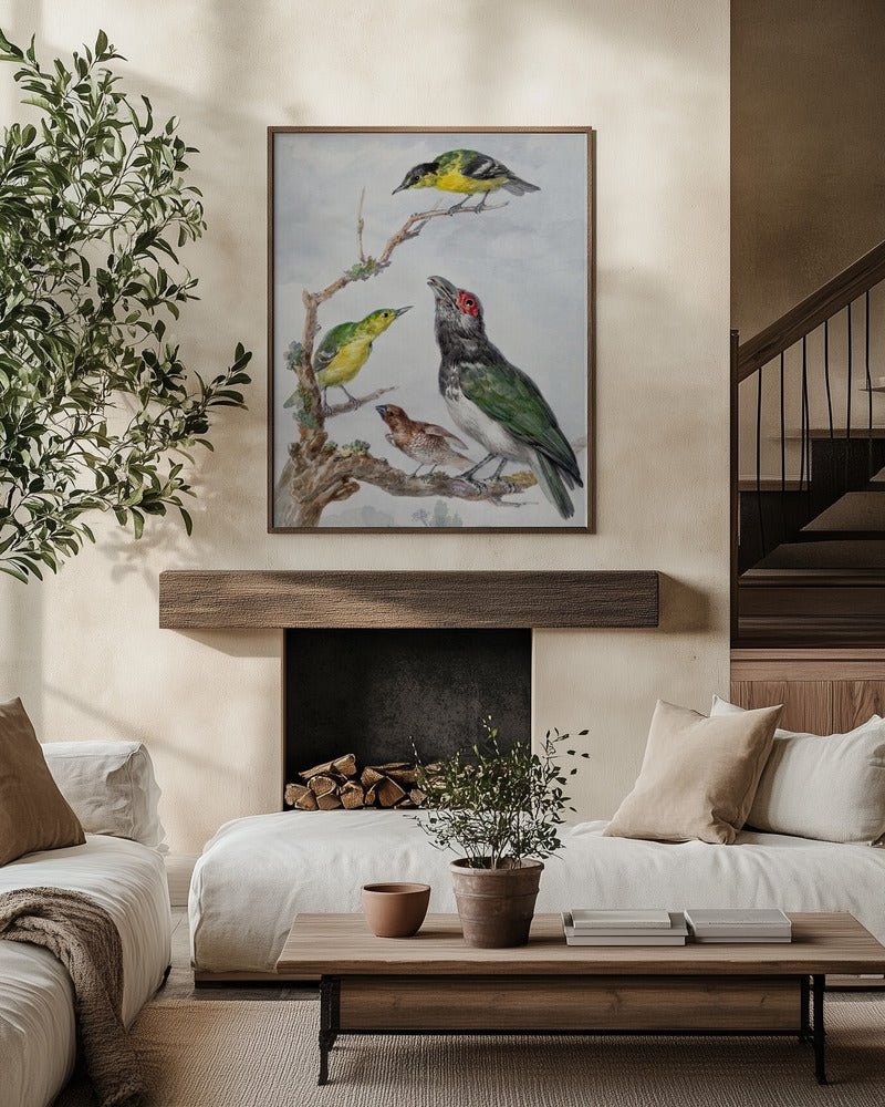 Aert Schouman: "Four Different Birds On a Branch" Art Print