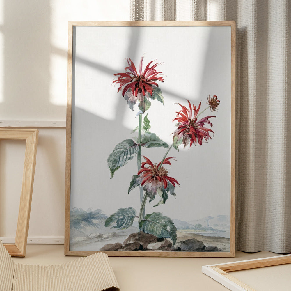 Aert Schouman: "A Red Bergamot In a Landscape" Art Print