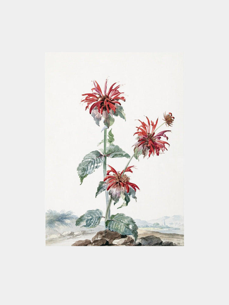Aert Schouman: "A Red Bergamot In a Landscape" Art Print