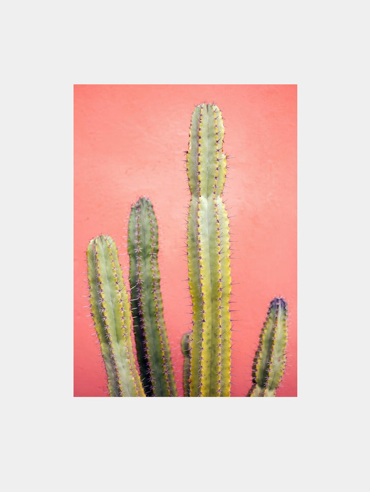 Pretty Pink Cactus Marrakech Art Print
