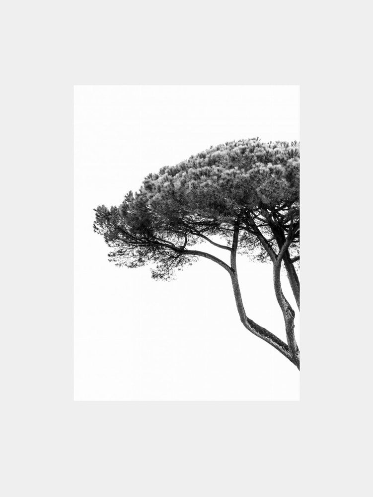 Tree in black and white Art Print
