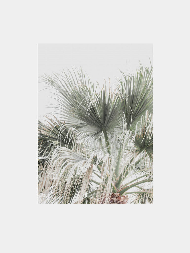 Palm II Leaf Art Print