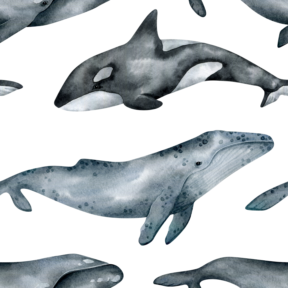 Humpback Wallpaper