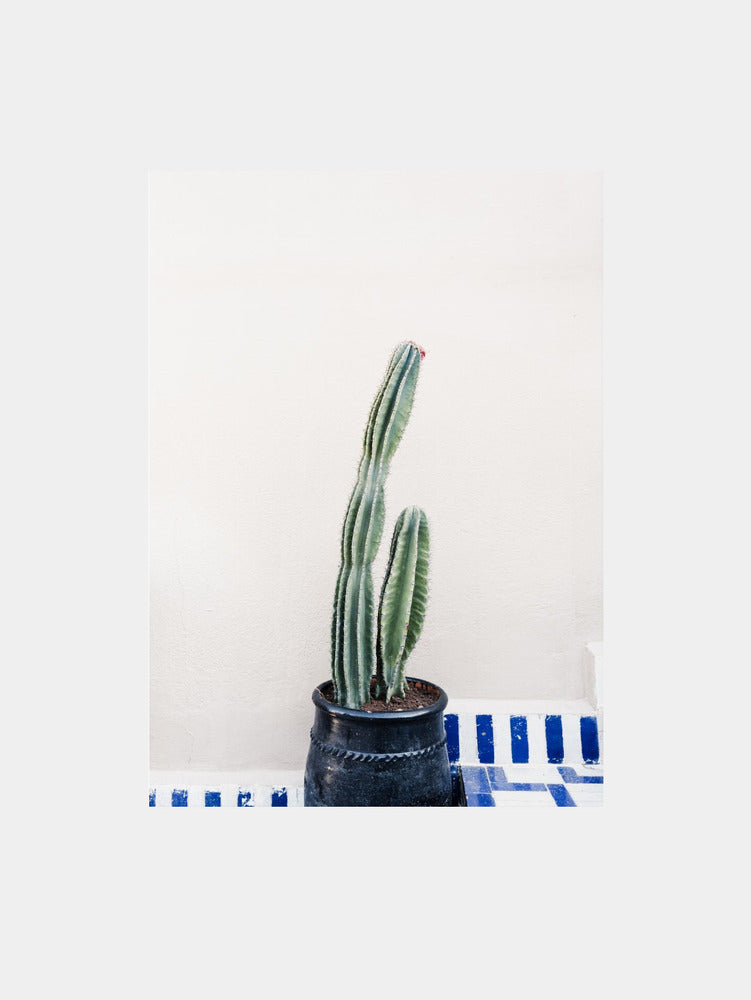 Green Cactus and Blue Pottery In Morocco Art Print