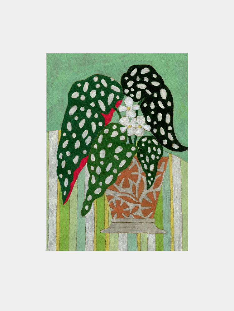 Begonia Maculata Art Print